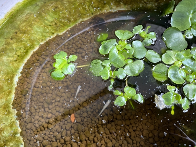 メダカの健康を守る｜水槽フィルターの正しいケア方法