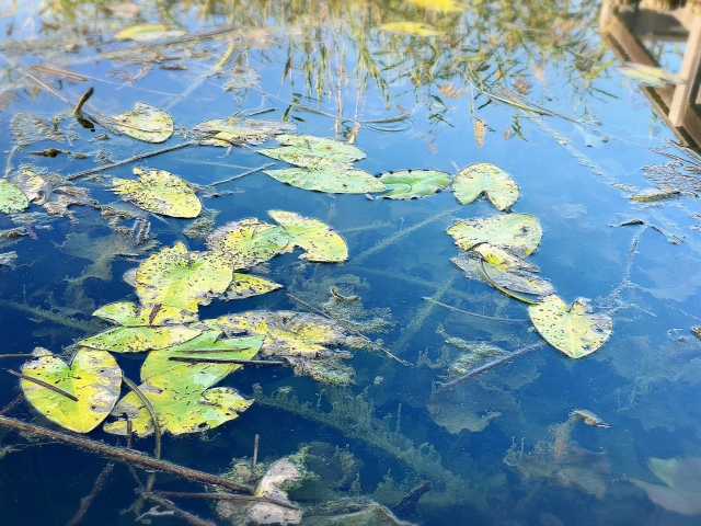 春を迎える前に！メダカの水槽管理と餌やりのポイント