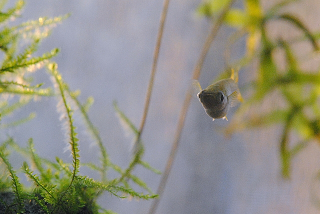 メダカの卵の孵化率に影響する水温とその管理方法