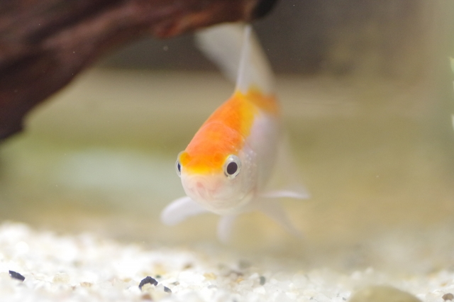 コメット（金魚）の飼育完全ガイド