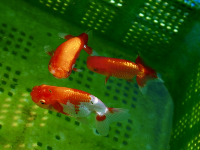 夏の金魚飼育｜外で飼うのは大丈夫？